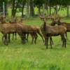 Captive reindeer.
Near Iona, MN.