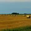 Harvested hay bails.
Near Providence, MN.