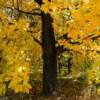 More brilliant autumn colors.
Near Rogers, Minnesota.