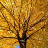 Close up of a magnificent example of October foliage.