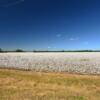 More cotton harvesting.
Near Oxberry, MS.
