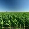 Beautiful corn field.
On a June day.
Platte County, MO.