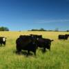 Grazing cattle.
Platte County, MO.