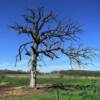 Eerie bald sycamore tree in Atchison County.