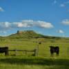 Grazing cattle.
Near Sheep Mountain Butte.
Carter County.
