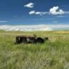 Abandoned 1930's farm tractor.
Near Sidney, Montana.