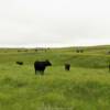 Cattle roaming and grazing.
Southern Montana prairies.