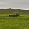 Classic 1903 ranch hut.
Near Broadus.