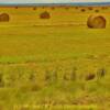 'Amber' hay fields-near Conrad, Montana
