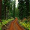 (Northern) East Fork Road-Glacier Park