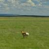 Beautiful white tailed deer.
Southeast Montana.