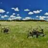 Early 1900's farm-horse
equipment.
Near Mill Iron, MT.