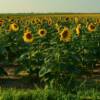 Evening sunflowers.
Deuel County.