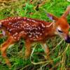 Precious little fawn-near North Loup, Nebraska