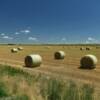 Beautiful open hey field.
Kimball County.
Near Bushnell County.