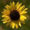 Beautiful western Nebraska
Sunflower.