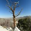 Petrified Manzanita tree.
Clark County, NV.