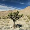 Northern cactus plant.
Near Sandy Valley, NV.