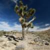 Joshua Tree.
Sandy Valley, NV.