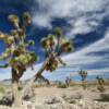 Various desert plant life.
Clark County, NV.