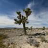 Club cactus plant.
Southern Nevada.