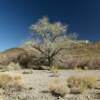 Typical desert setting.
Near Beatty, NV.