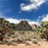 Spring Mountains.
Desert Cactus.
Red Rock Canyon.