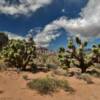 More desert joshua cactus.
Red Rock Canyon.