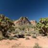 Red desert flora.
Red Rock Canyon.