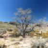 Lone desert tree.
Blue Diamond, NV.