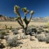 Red Rock Canyon.
Lone joshua cactus.