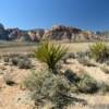 Red Rock Canyon.
Lone palmetto.