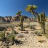 Various cactus plants.
Red Rock Canyon.
