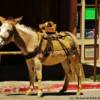 Main Street donkey-Virginia City, Nevada