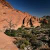 Lone brave tree nestled in the
beautiful red rocky slopes.
Red Rock Canyon.