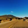'Grazing cattle' along Nevada State Highway 892