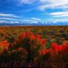 Northern Nevada Fireweed.
Humboldt Mountains~
(Near Halleck, Nevada)