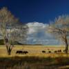 Grazing Bison.
Colfax County, NM.