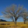 More grazing buffalo.
Northern New Mexico.