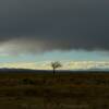 'Lone tree'
under the hanging clouds.
Central New Mexico.