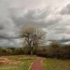 Quarai Mission ruins &
an ominous tree.