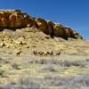 Loose wildlife in 
Chaco Canyon Park.