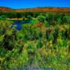 Blooming flora-along the Navajo River Bottoms