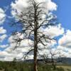 An eye-catching oak tree
in northern New Mexico.