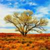 "Only Standing Tree"
near Separ, New Mexico~