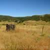 New Mexico's northeastern hills & ranch country.
(Near Raton, NM).