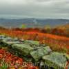 Northern Smoky Mountains~
Near the NC/VA border~