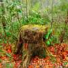 "Mossy deciduous tree stump"
Western North Carolina.