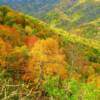 Brilliant autumn colors.
Southern Smoky Mountains.
(near Newfound Gap)