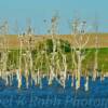 Migrating waterfowl on
Stump Lake~